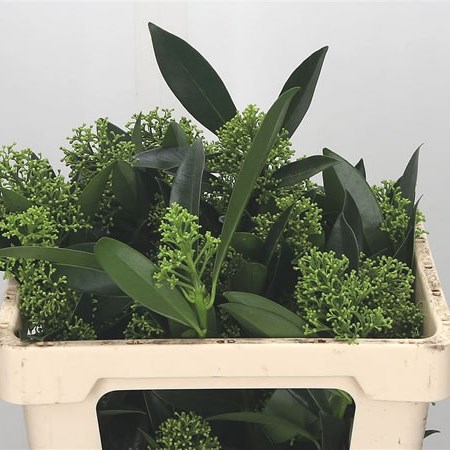 Skimmia Kew Green