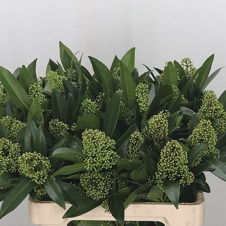 Skimmia Kew Green