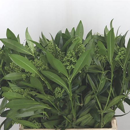 Skimmia Kew Green