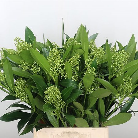 Skimmia Kew Green Extra