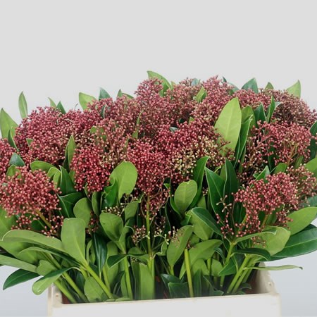 Skimmia Rumbo