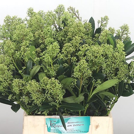 Skimmia Snow White