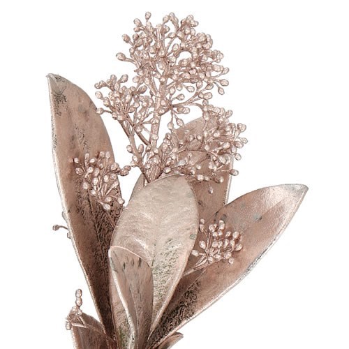 Skimmia dyed Champagne