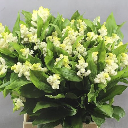 Smilacina Racemosa