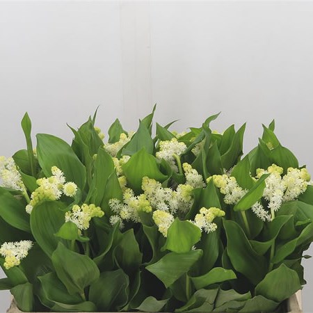 Smilacina Racemosa
