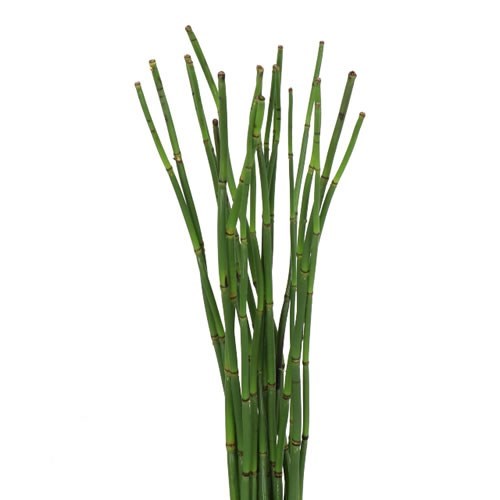 Snake Grass (Bambo)