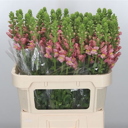 Snapdragon Antibes Dark Pink