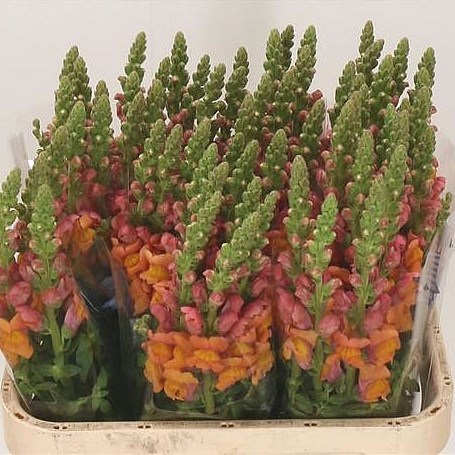 Snapdragon Antibes Orange