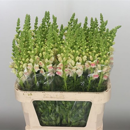 Snapdragon Apple Blossom