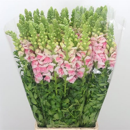 Snapdragon Apple Blossom (Italian)