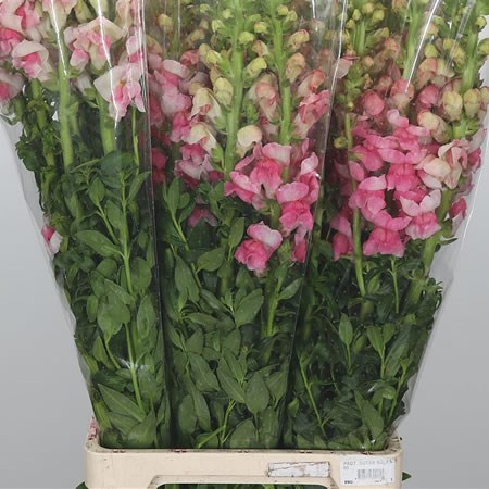 Snapdragon Appleblossom (Italy)