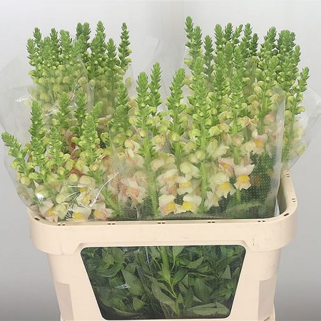 Snapdragon Apricot