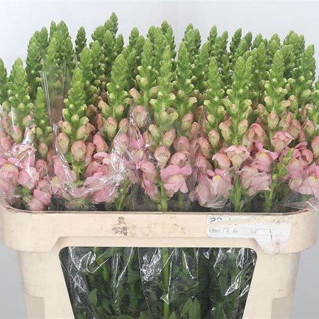 Snapdragon Avignon Pale Pink