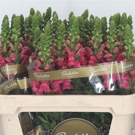 Snapdragon Avignon Dark Pink