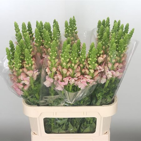 Snapdragon Avignon Pale Pink