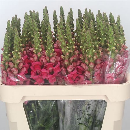 Snapdragon Cherry Pink