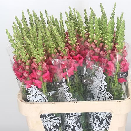 Snapdragon Cherry Pink