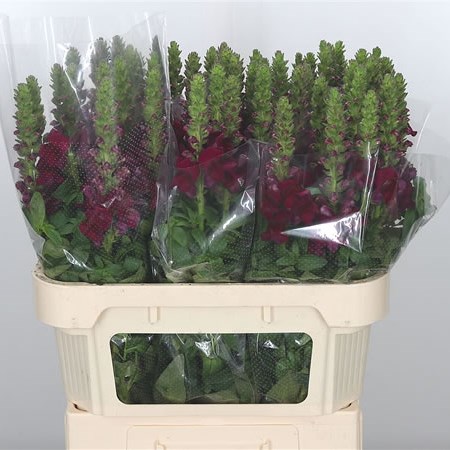 Snapdragon Cool Crimson