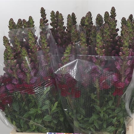 Snapdragon Costa Red Velvet