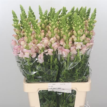 Snapdragon Costa Silver