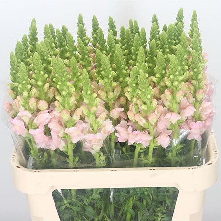 Snapdragon Costa Silver