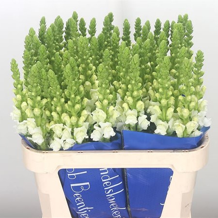 Snapdragon Fresh Opal (Extra)