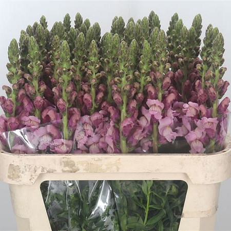 Snapdragon Lavender