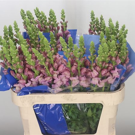 Snapdragon Lavender