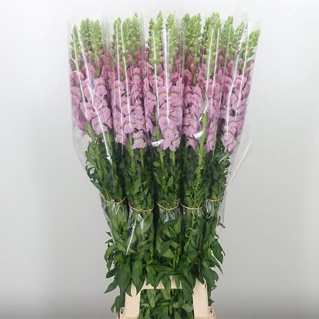Snapdragon Lavender (French)