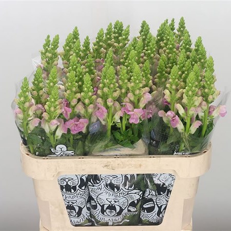 Snapdragon Legend Light Pink