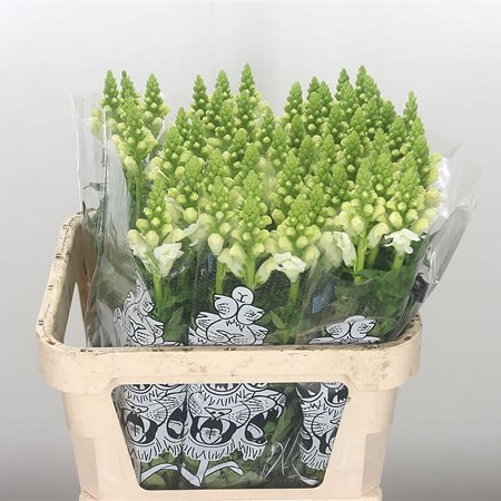 Snapdragon Legend White