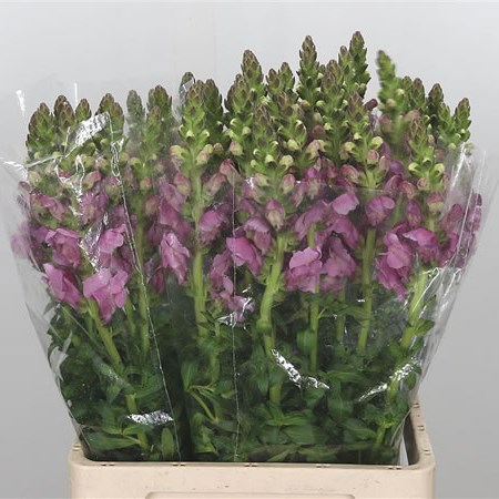 Snapdragon Maryland Lavender