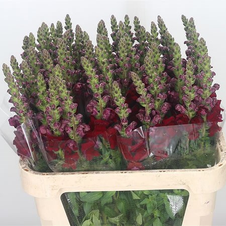 Snapdragon Maryland Red