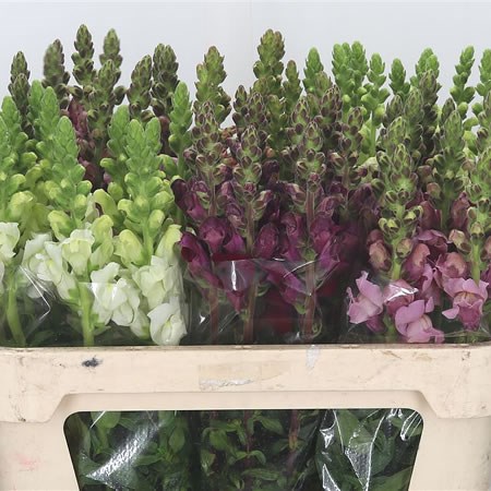 Snapdragon Mix (Cols May vary)