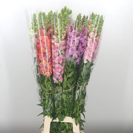 Snapdragon Mix (French)