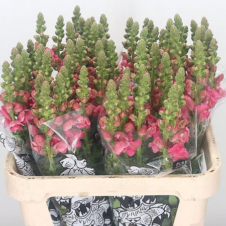 Snapdragon Monaco Dark Pink