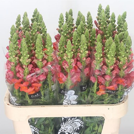 Snapdragon Monaco Orange