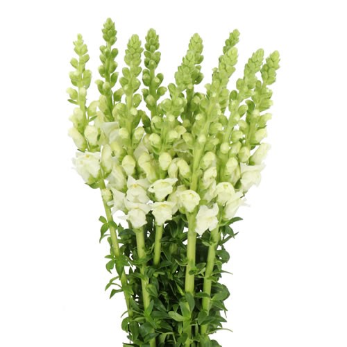 Snapdragon Opus Fresh White