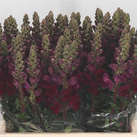 Snapdragon Opus Red