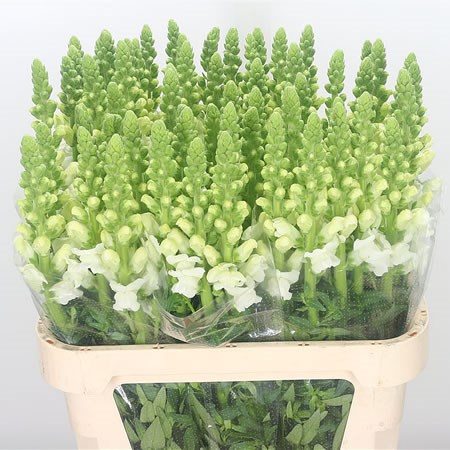 Snapdragon Opus White (Extra)