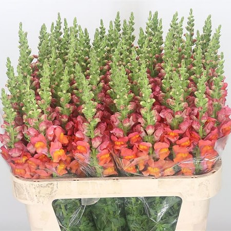 Snapdragon Orange