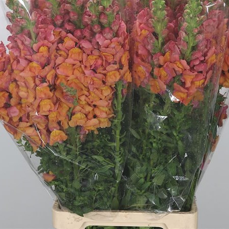 Snapdragon Orange (Italy)