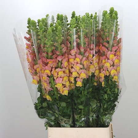 Snapdragon Orange/Salmon (French)