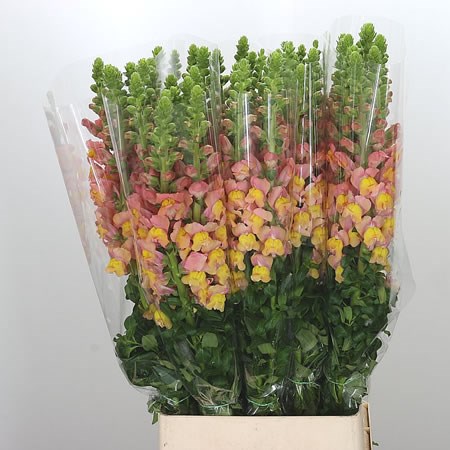 Snapdragon Orange/Salmon (French)