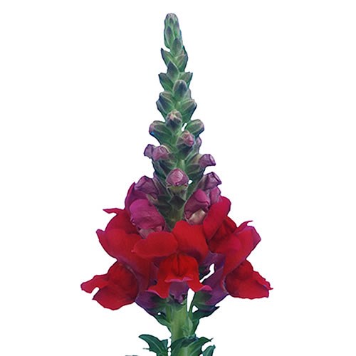 Buy Antirrhinums (Snapdragons) Wholesale Flowers Online Wedding