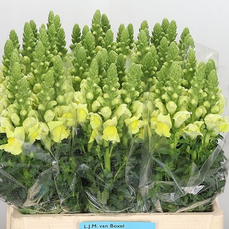Snapdragon Overture Yellow