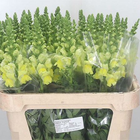 Snapdragon Overture Yellow