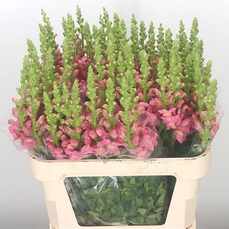 Snapdragon Pink