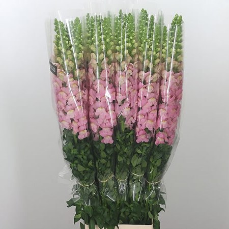 Snapdragon Pink (French)
