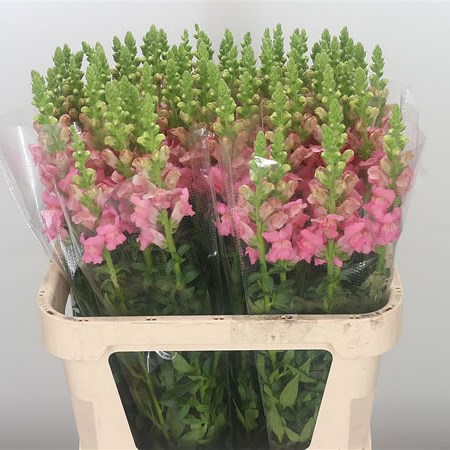 Snapdragon Pink Orlando